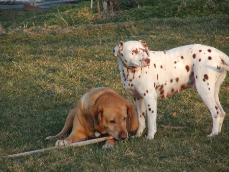 Snoopy, our beloved dalmation