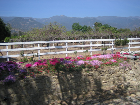 Flowers along the road