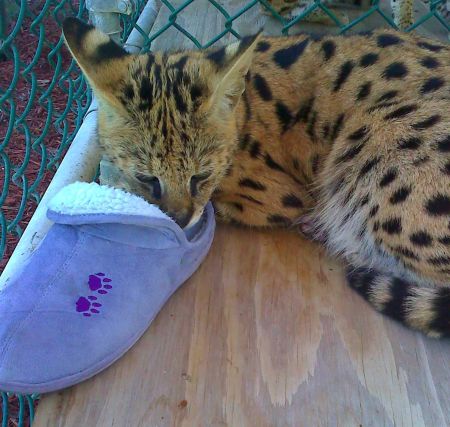 Alice, African Serval Cat