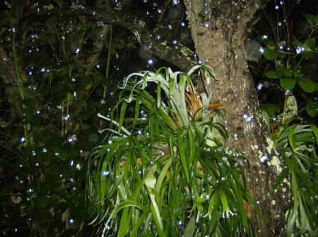 Staghorn Fern