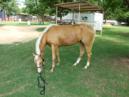 Buddy - My new horse