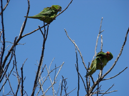 Wild Conures