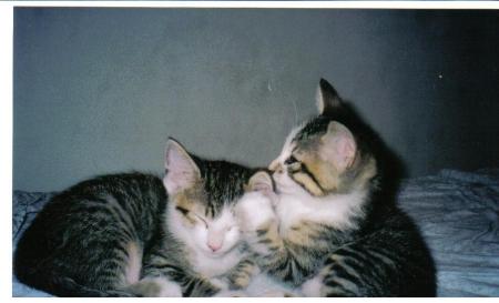 My cats as kittens