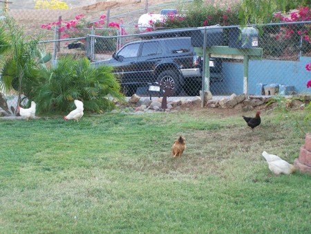 my chickens