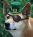 Irish Dingo