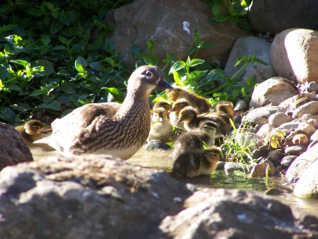 hen mandrin duck & babies 2008