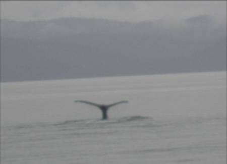 Whale's Tail