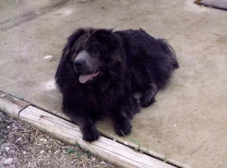 Diesel the Chow Chow