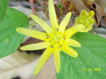 Passiflora citrina