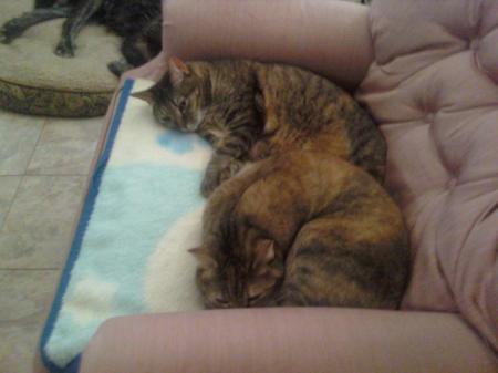 Tuffy and KittyKat