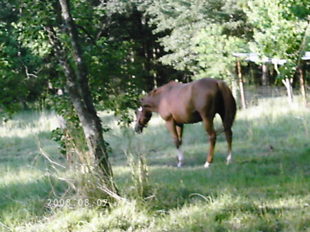 BO 10yr old gelding