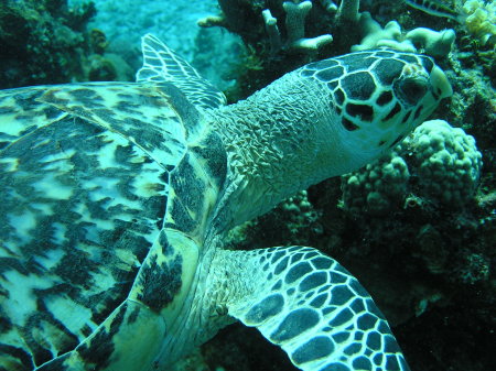 One of the turtles we saw in Cozumel