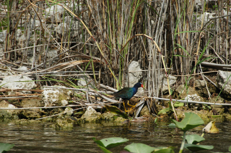 Bird in the Everglades in Fl