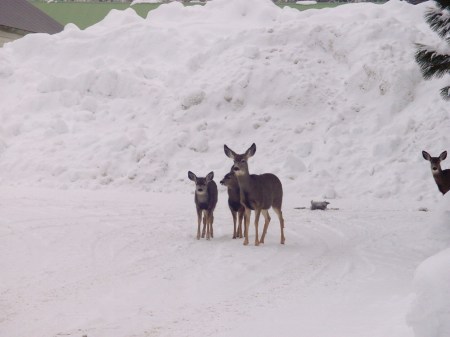 Visitors