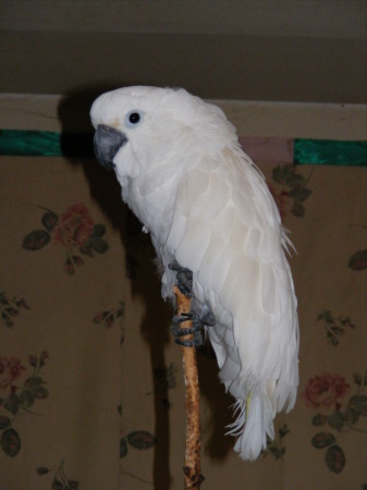 My Bird