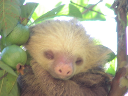 Sloth at our home in Costa Rica!!