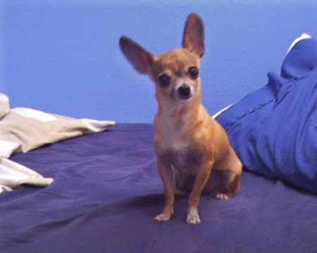 My Dog Chalupa 2006