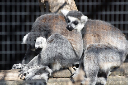 Lemurs