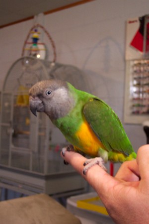 Cloe our Senegal Parrot