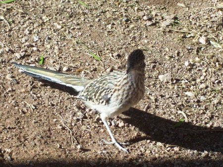 Arizona roadrunner