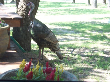 Turkey of a neighbor