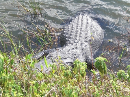 Alligator!  Sleeping in the sun, Everglades.