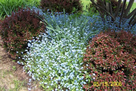 Forget-Me-Nots Cascading Down Betwn Barberries