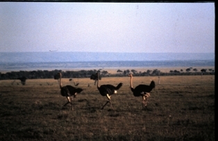 Samburu Kenya - 1983