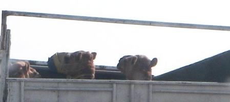 Camels in truck