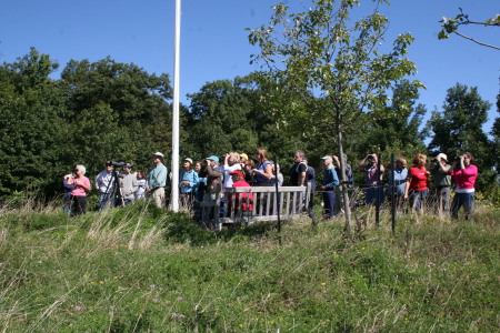 Hawkwatching at Tower Hill Botanical Gardens