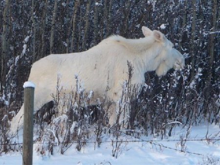 Albino Moose near North Pole AK