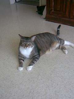 J.J. the 40lb. cat