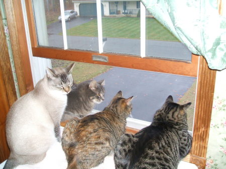 Kitty's enjoying view on summer afternoon