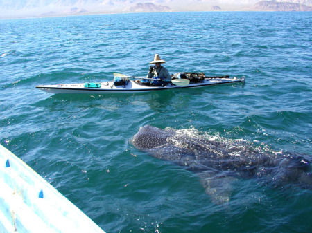 whale_shark_102303_5366