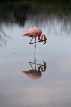 Wild Flamingo in Galapagos