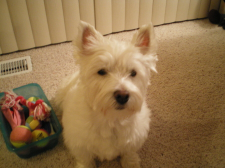 My West Highland Terrier