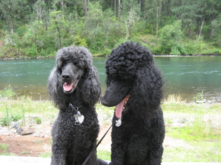 Poodledoodle's