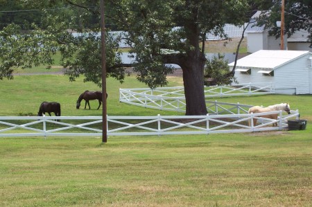 Horses at Graceland