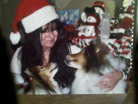 My 2 shelties Casssie and Lase 2007