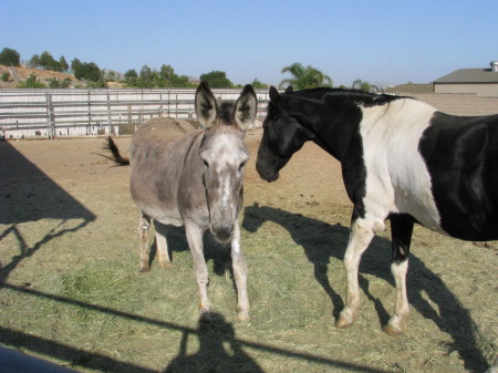 Molly the donk, Tony our horse