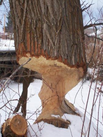 Backyard Beaver tree