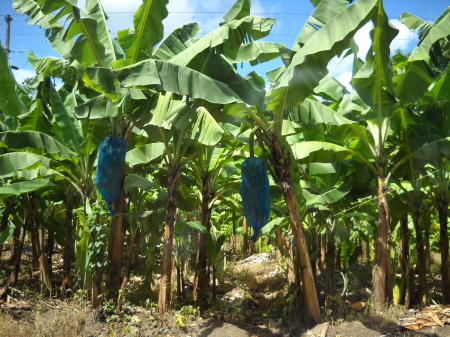 banana crops