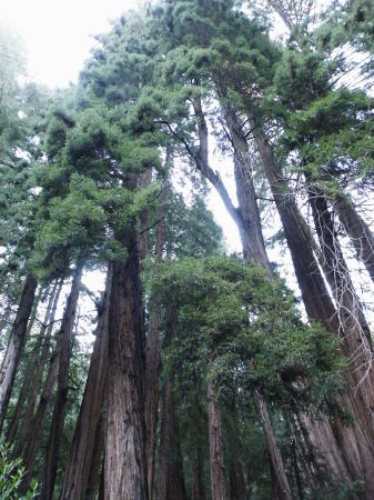 California Redwoods at Muir Woods