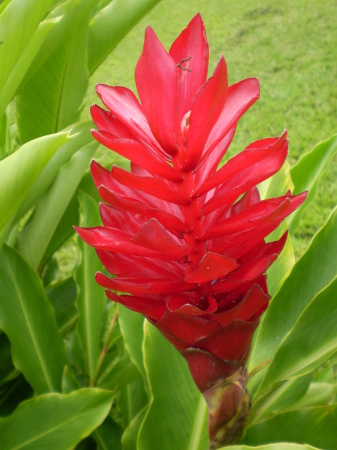 Red Ginger