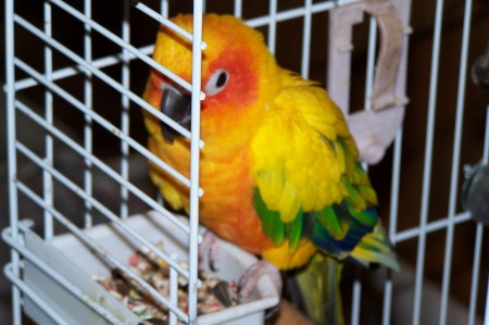 Lupe, Our Sun Conure