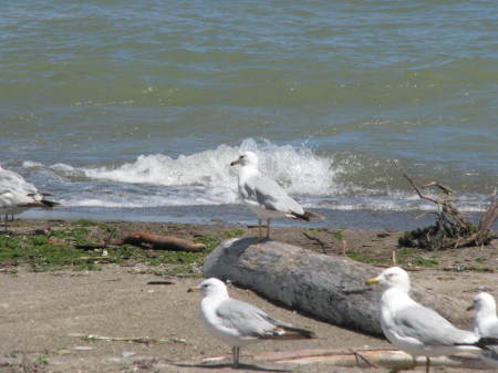 seagulls at lake erie