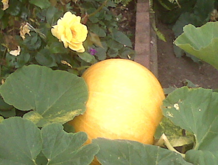 Pumpkin and flower backyard