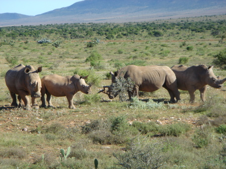 Safari trip in South Africa