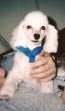 My other toy poodle "Roman"