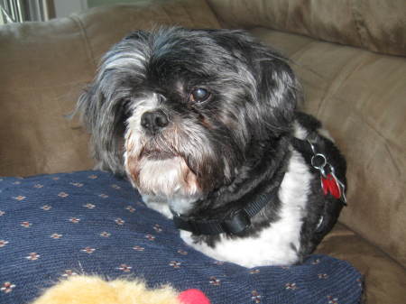 Our other Shih Tzu....Bart at 13 years.